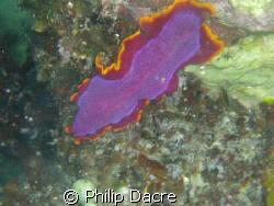 Elegant Flatworm in the bay of Alona Beach by Philip Dacre 